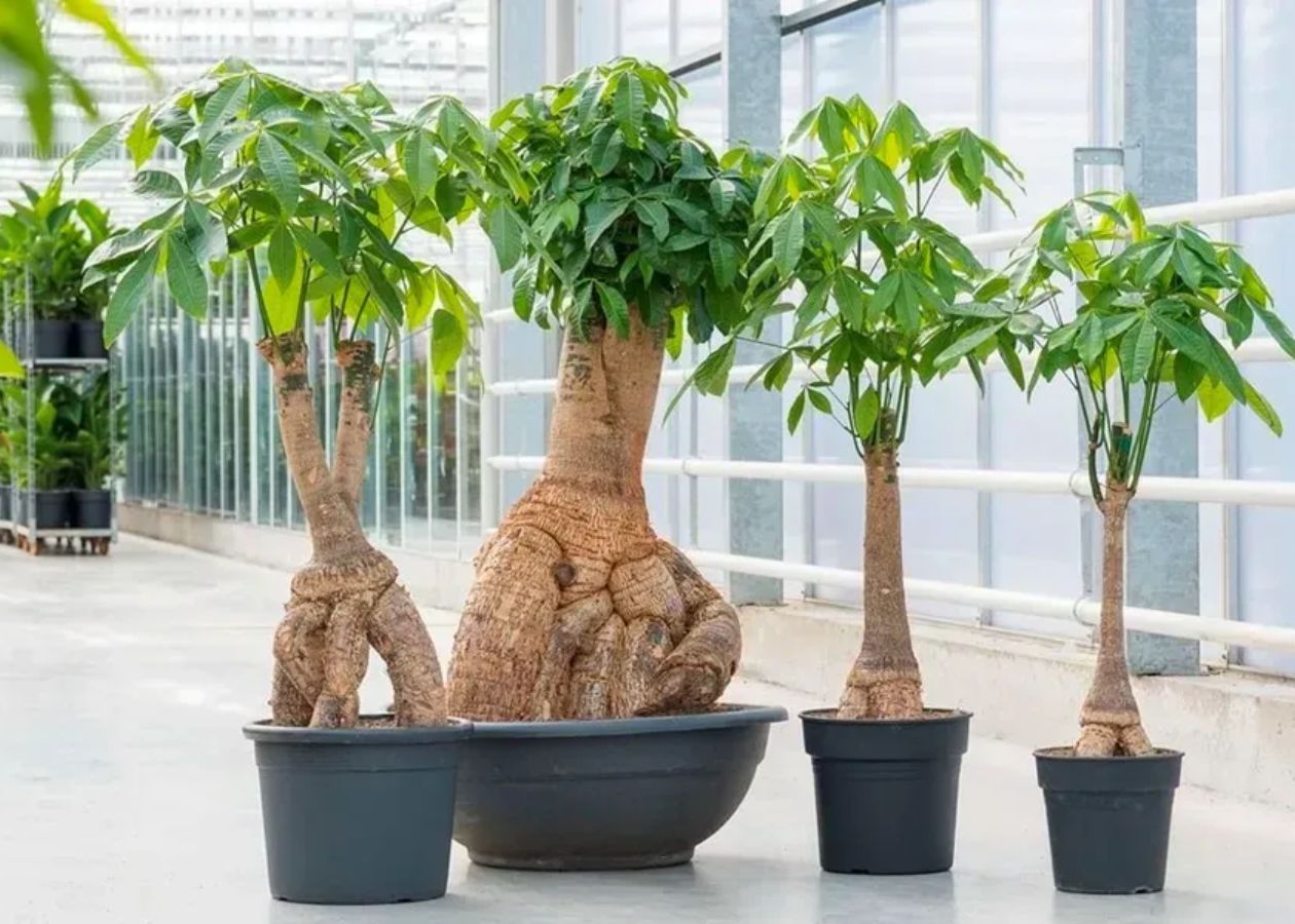 Cây kim ngân thích hợp để sàn