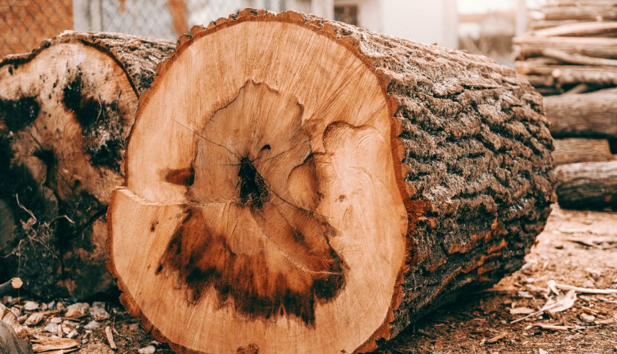 Cách phân biệt các loại gỗ tự nhiên